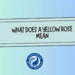 What Does a Yellow Rose Mean? A Complete Guide to Its Hidden Message