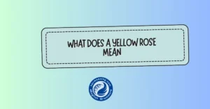 what does a yellow rose mean